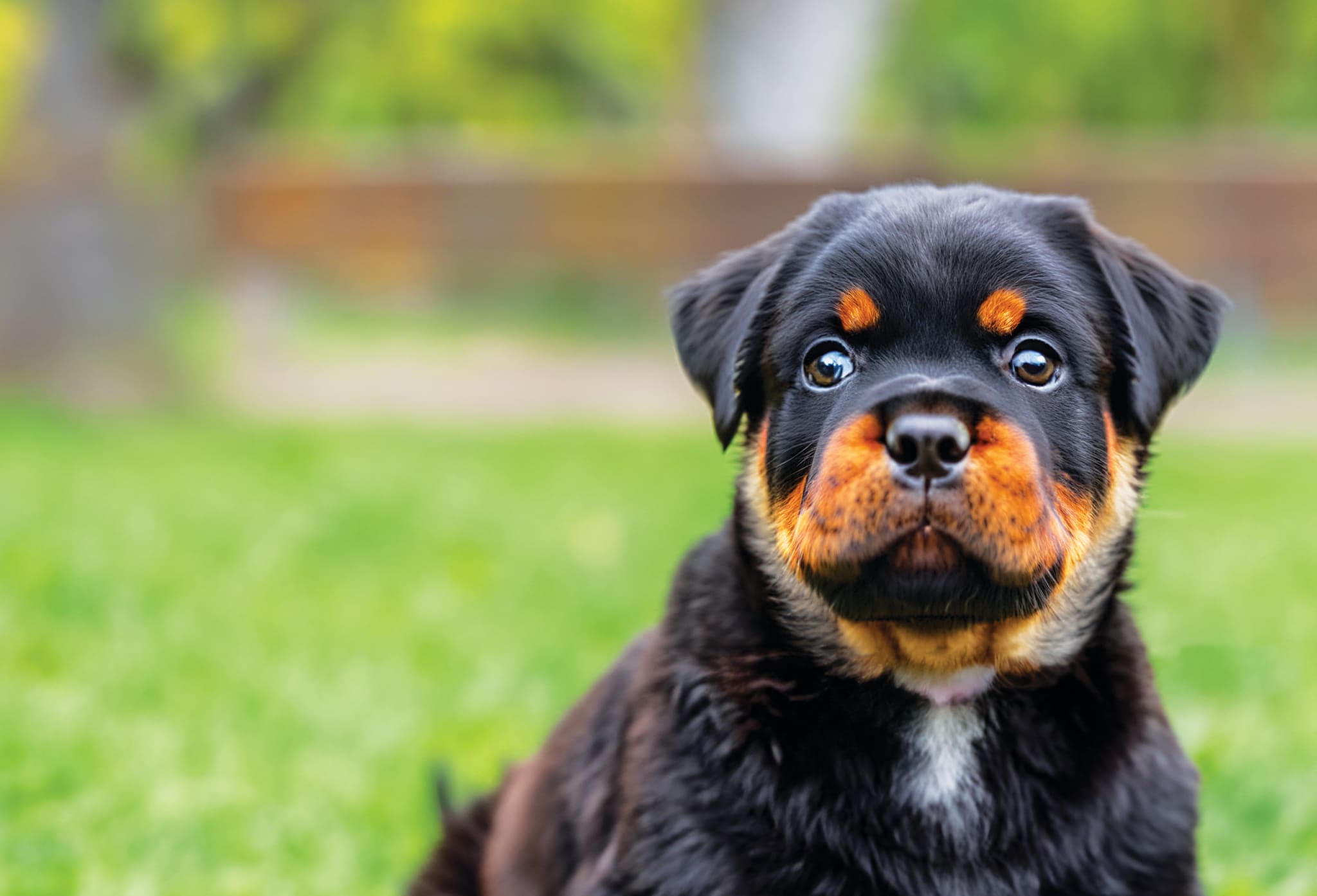 Yes, You Should “Baby Talk” to Your Dog