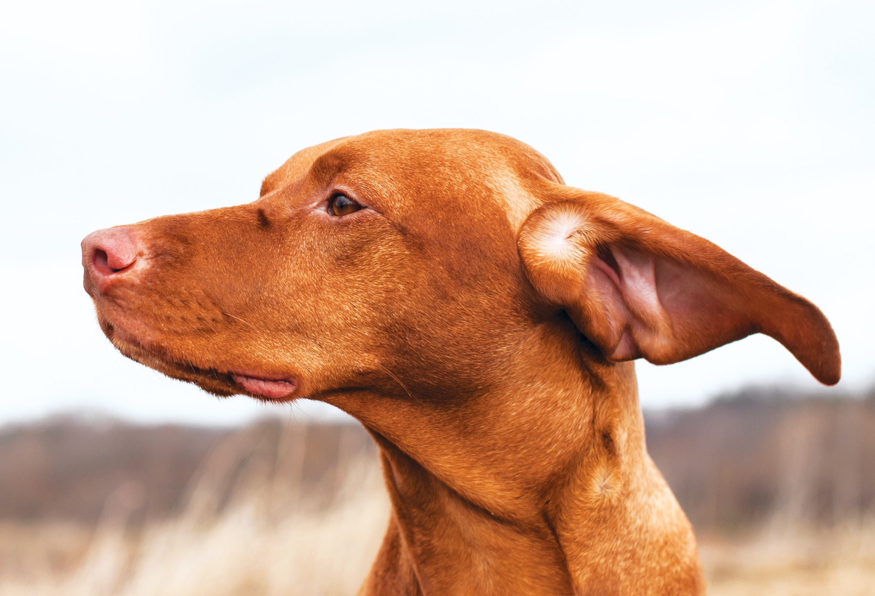 Do I Need to Clean My Dog’s Ears?