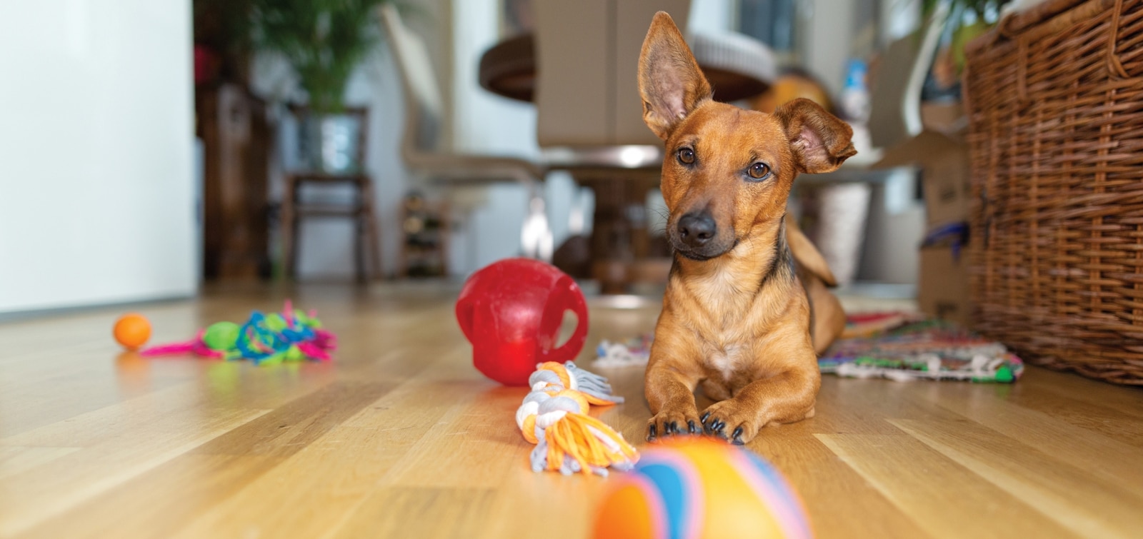 Is Your Canine Linguistically Gifted?