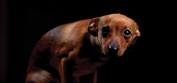 What to do About a Fearful Dog