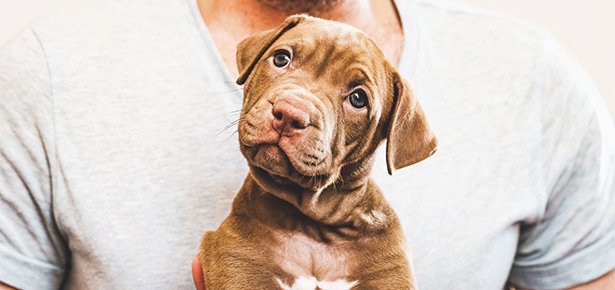 Everything You Ever Wanted to Know About PUPPIES