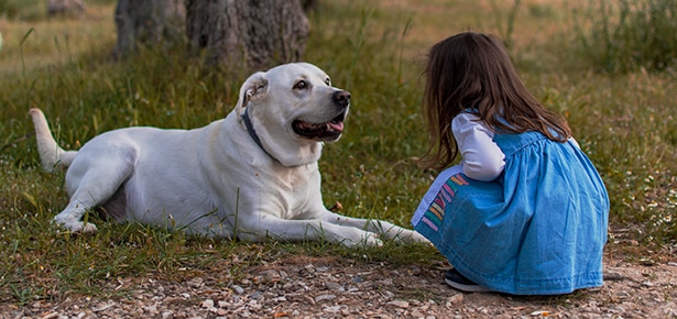 What are These Dogs Trying to Say? Take this Quick Quiz