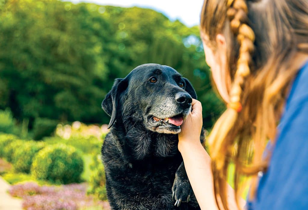 New Drug Offers Dog Fountain of Youth