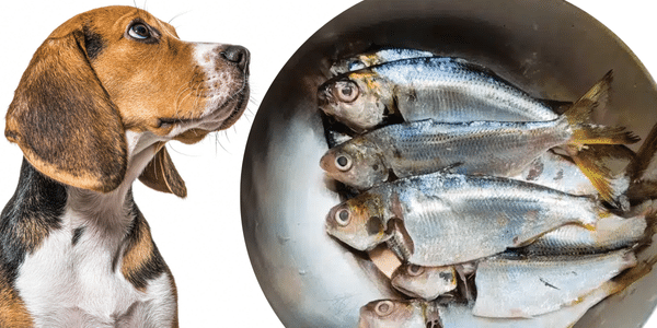 Sardines: the Superfood That Can Extend Your Dog’s Life