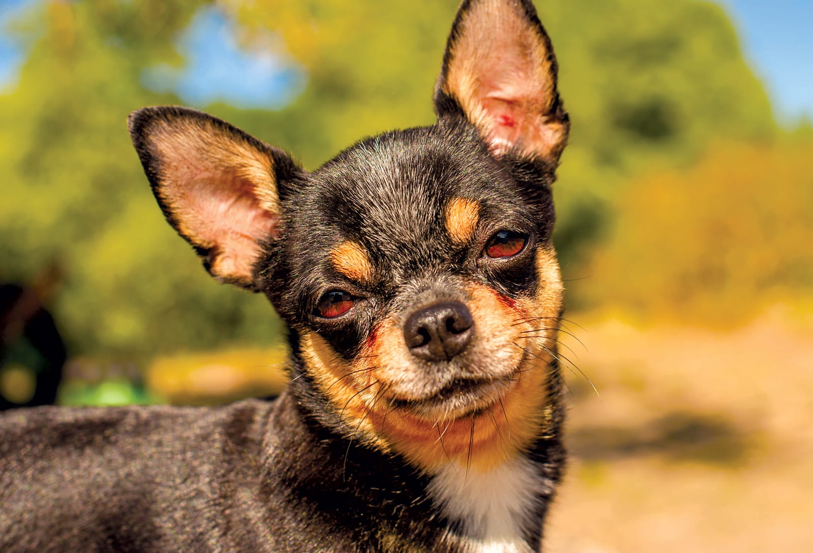 The 15 Smallest Dog Breeds