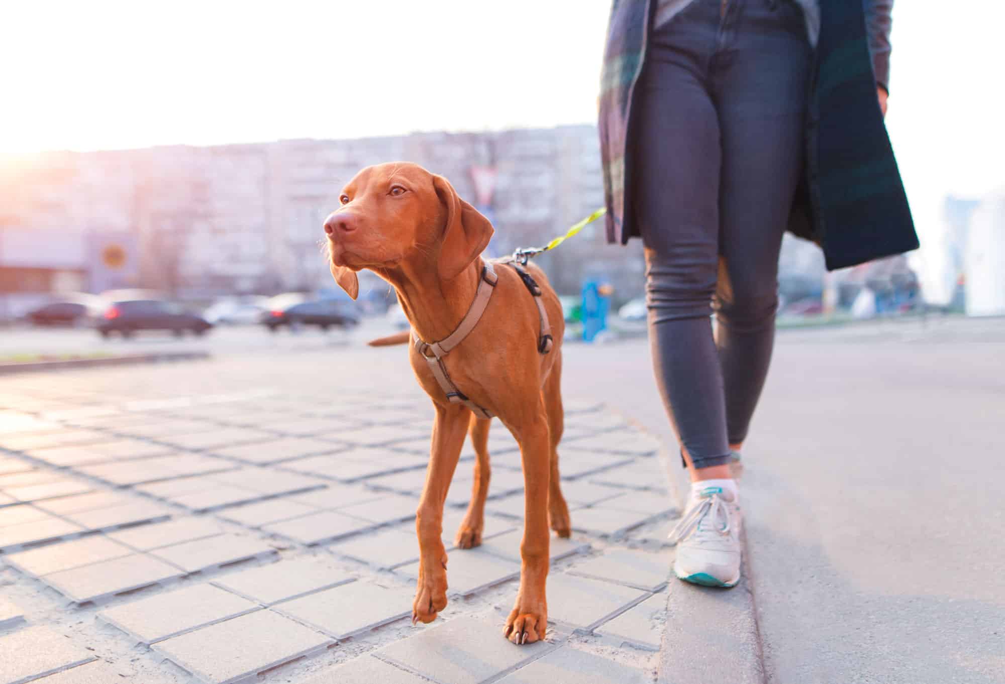 The Best Dog Breeds for Active Owners