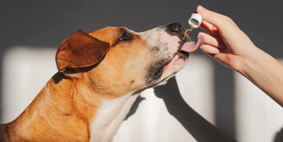 The Best CBD Products for Dogs of 2024