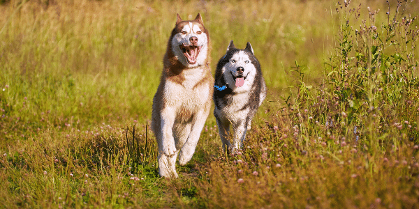 How to Calm an Overly Excited Dog