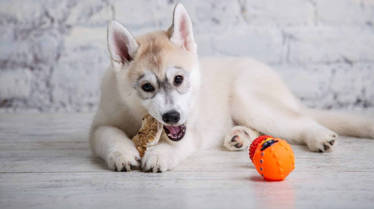 Best Toys for Heavy Chewers