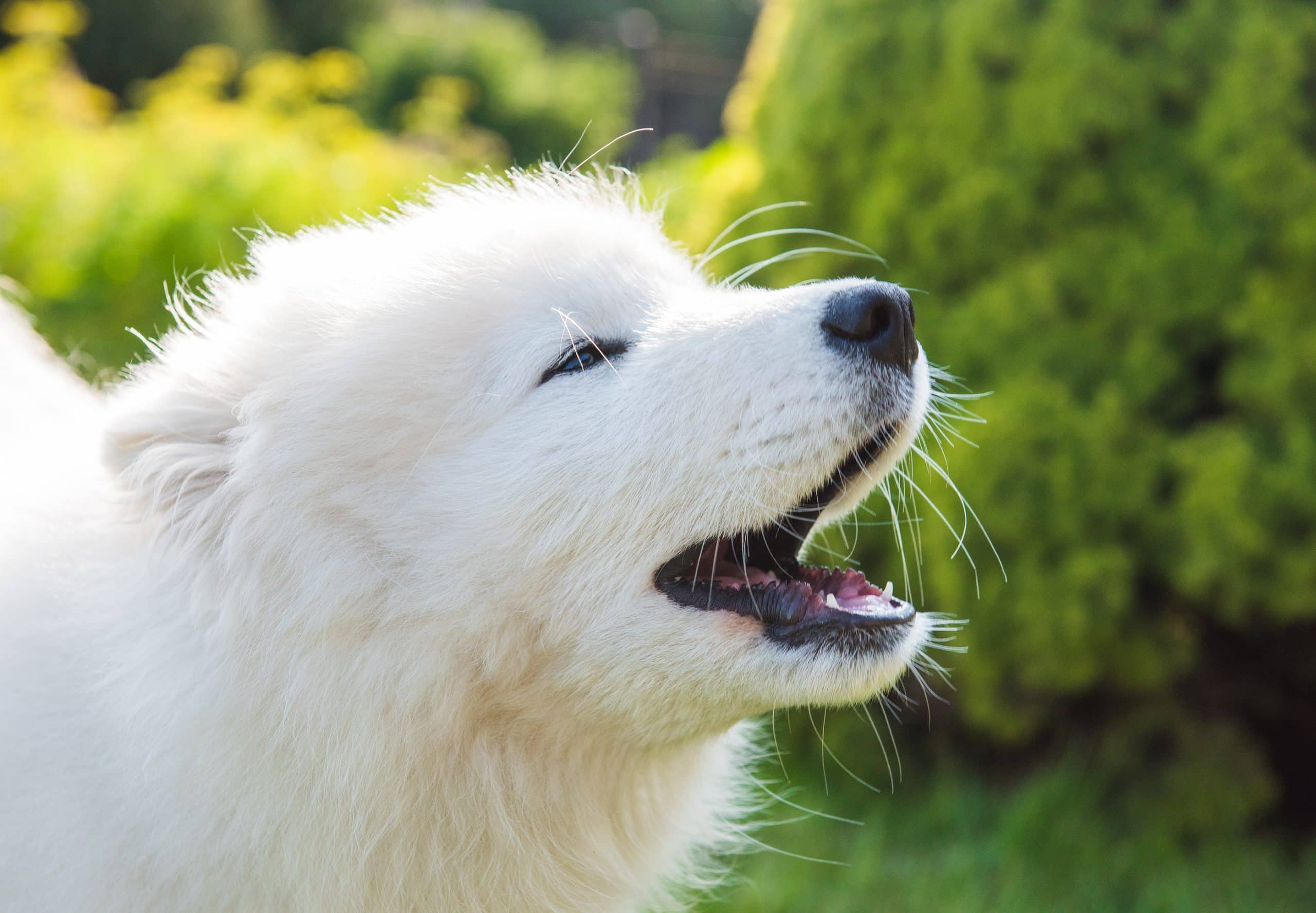 What You Should do to Keep Your Dogs From Barking Non-Stop