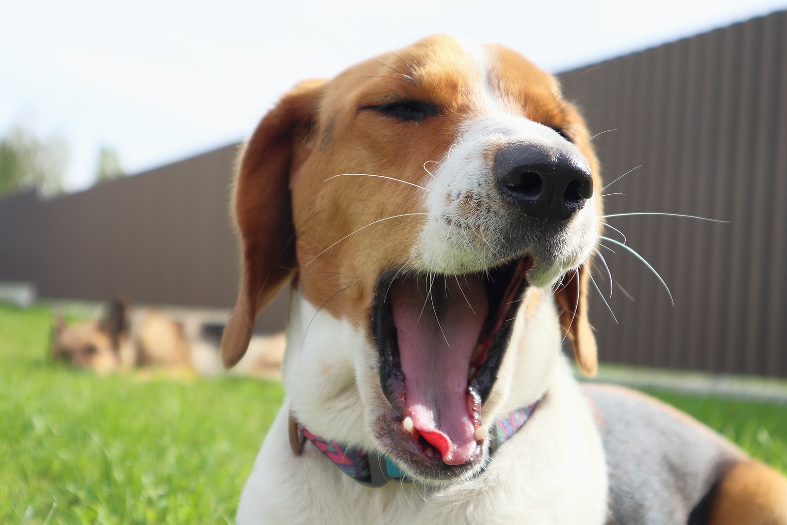 Why Does My Dog Yawn When I Pet Him?