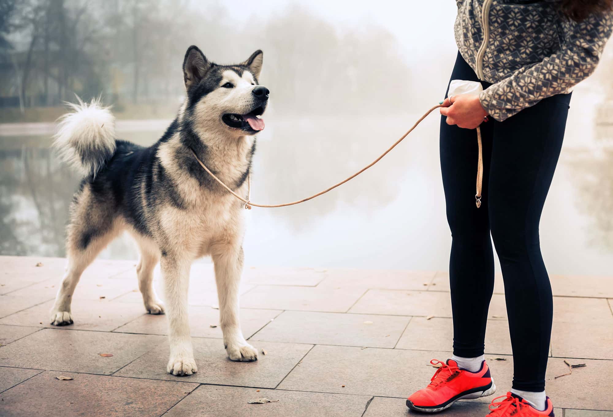 The Best Dog Breeds for Running