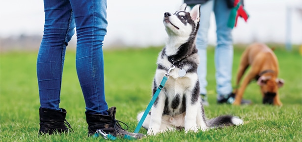 Boarding School for Dogs – Modern Dog Magazine