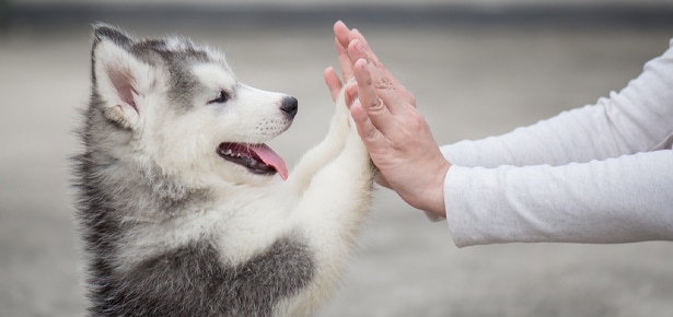 5 Games to Play with Your Puppy