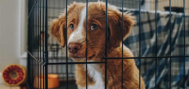 Crate Crying: What to do if Your Puppy Cries in Their Crate