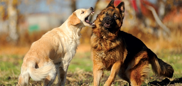 Play Behaviour: The Good, The Bad & The Ugly