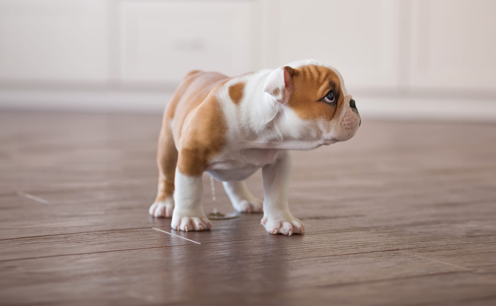 Housetraining: What to do if Your Puppy Has an “Accident”