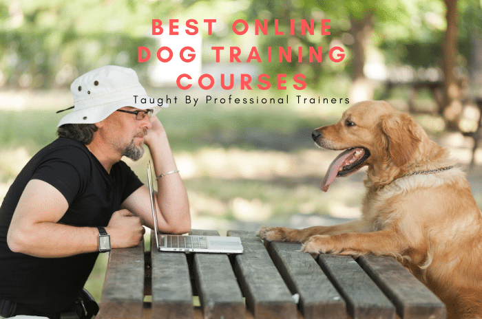 Best Online Dog Training Courses in 2023: A Comprehensive Guide