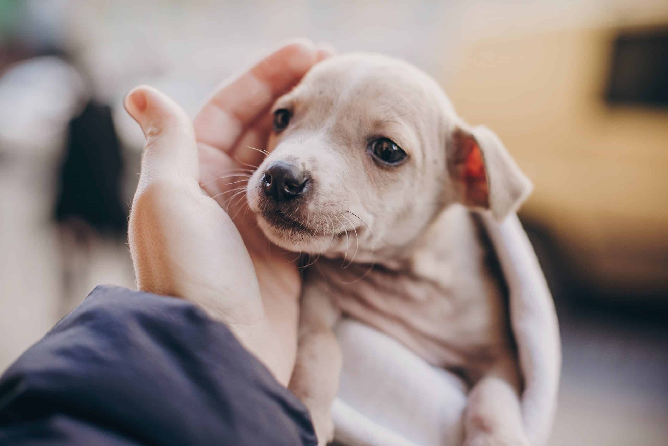 New Puppy? Get a Good Start on a Lifetime of Love