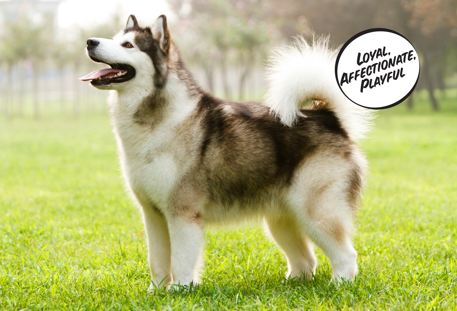 The Alaskan Malamute – Modern Dog Magazine